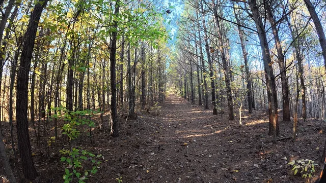 a view of a forest with trees in the background