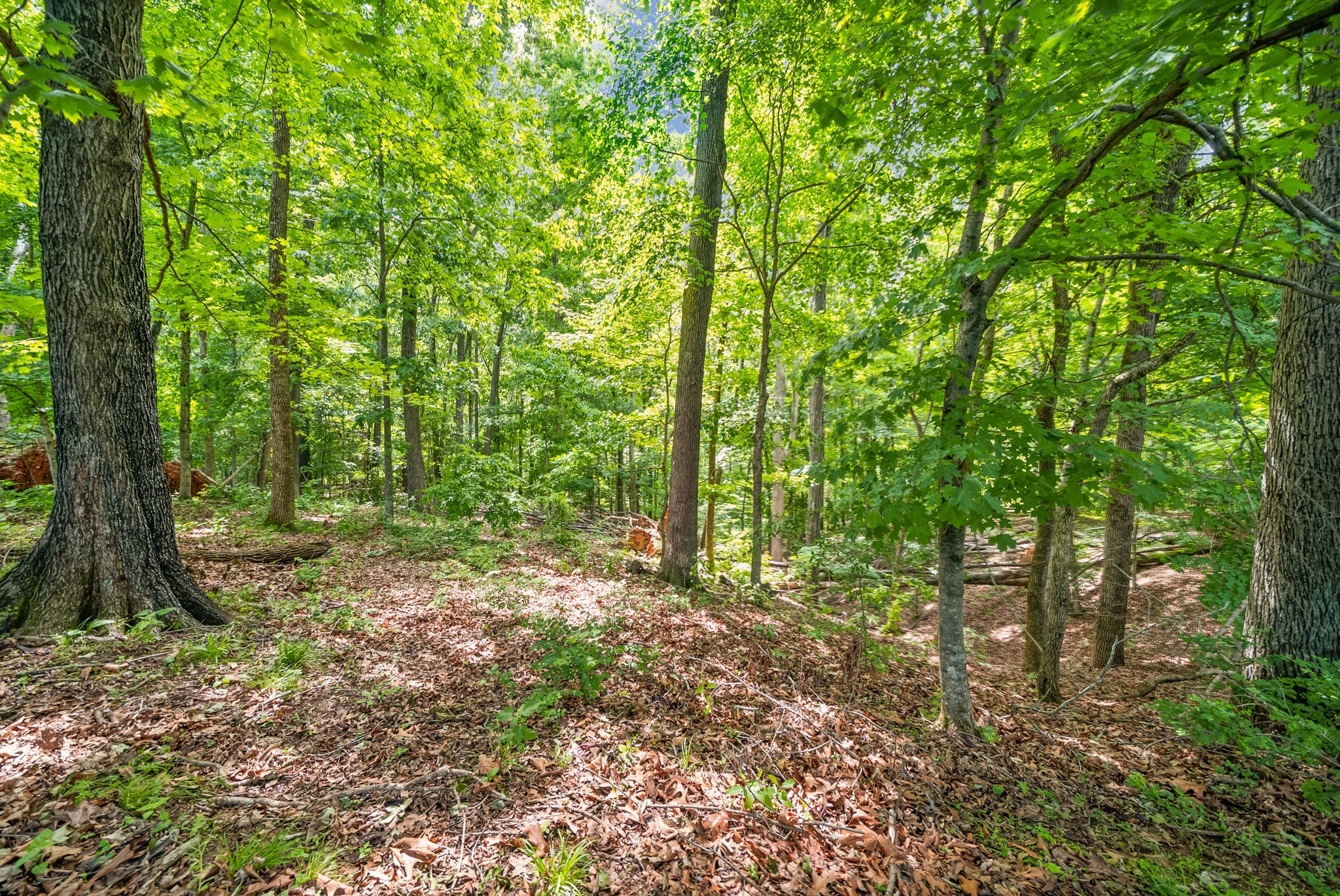 1 Budds Creek Road Palmyra, TN 37142 - Photo 36 of 76 a big yard with lots of green space and trees