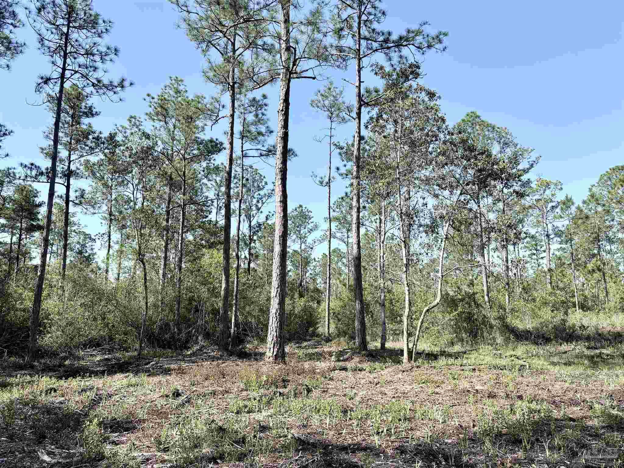 Del Monte Street Milton, FL 32583 - Photo 10 of 18