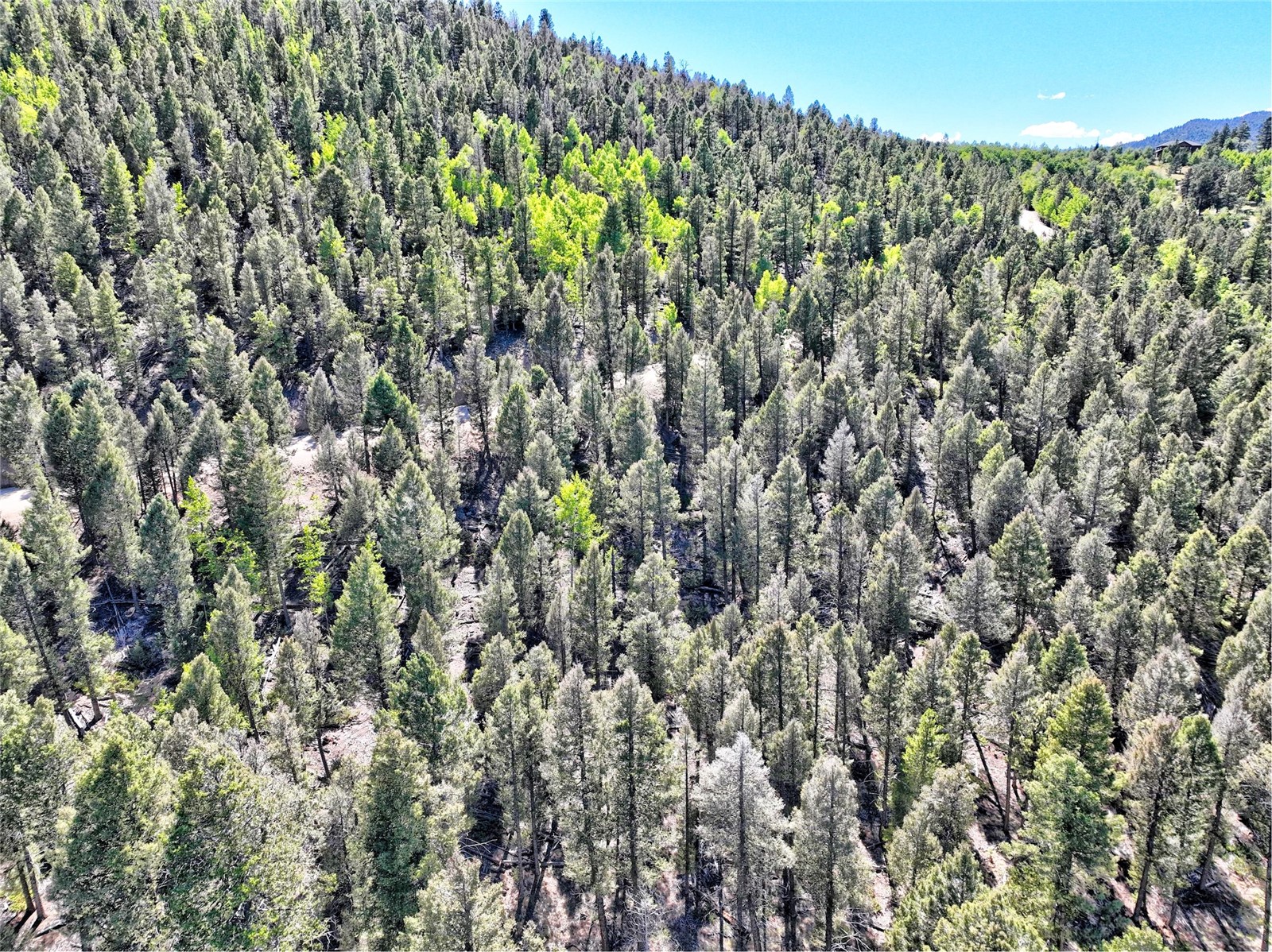 175 Blacksmith Road Hartsel, CO 80449 - Photo 14 of 19 Gallery Image 14