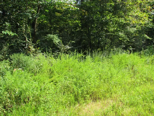 a view of a lush green forest