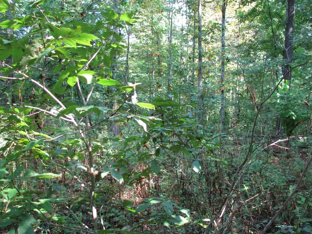 a view of a lush green forest