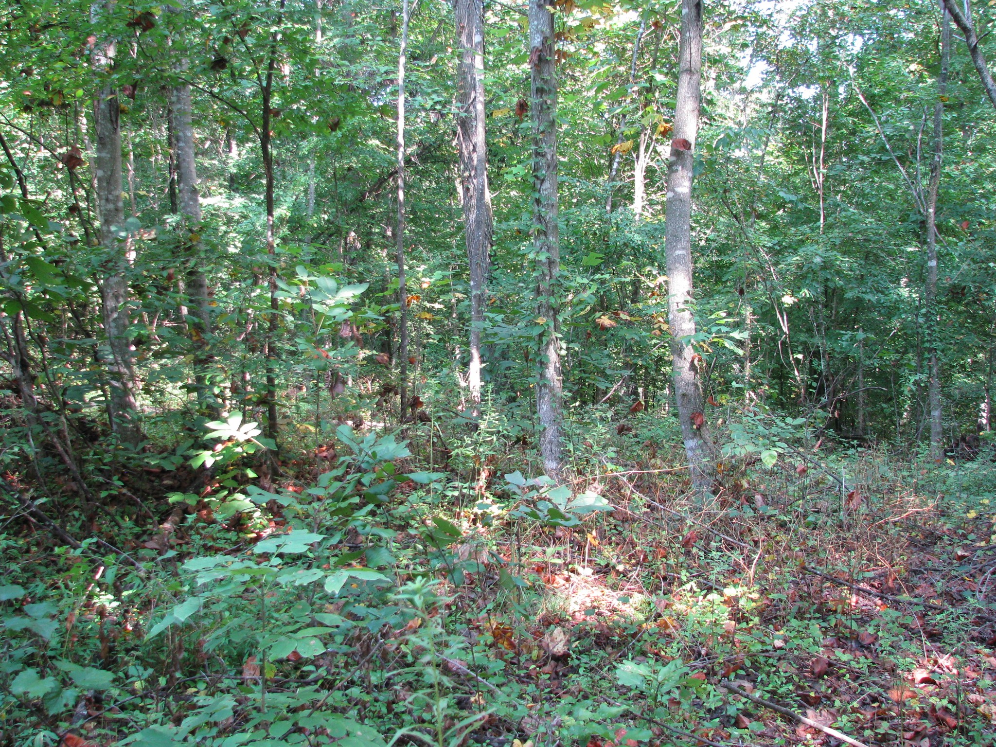 0 Sycamore Landing Road Waverly, TN 37185 - Photo 3 of 10 a view of a lush green forest