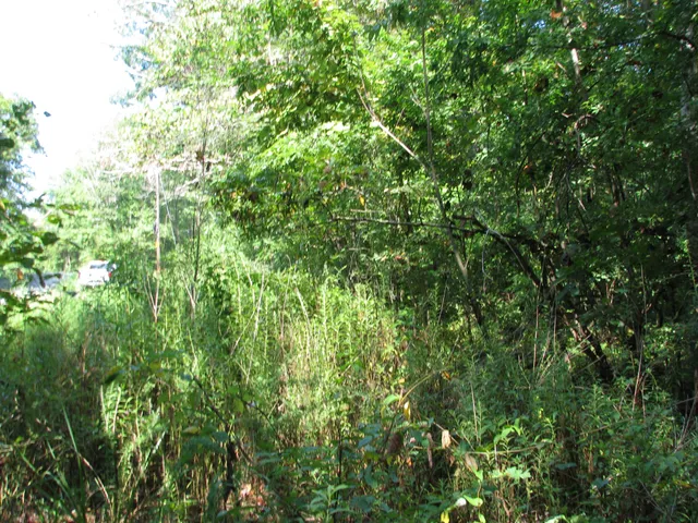 a view of a lush green forest