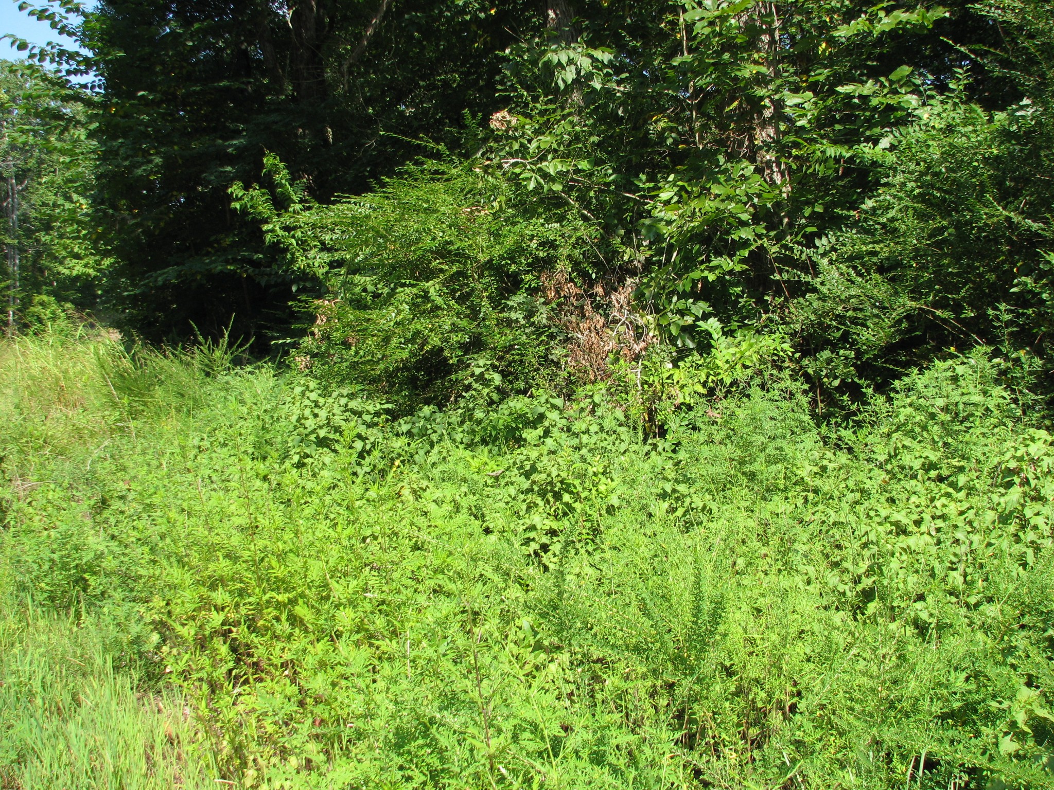 0 Sycamore Landing Road Waverly, TN 37185 - Photo 5 of 10 a view of a lush green forest with small trees