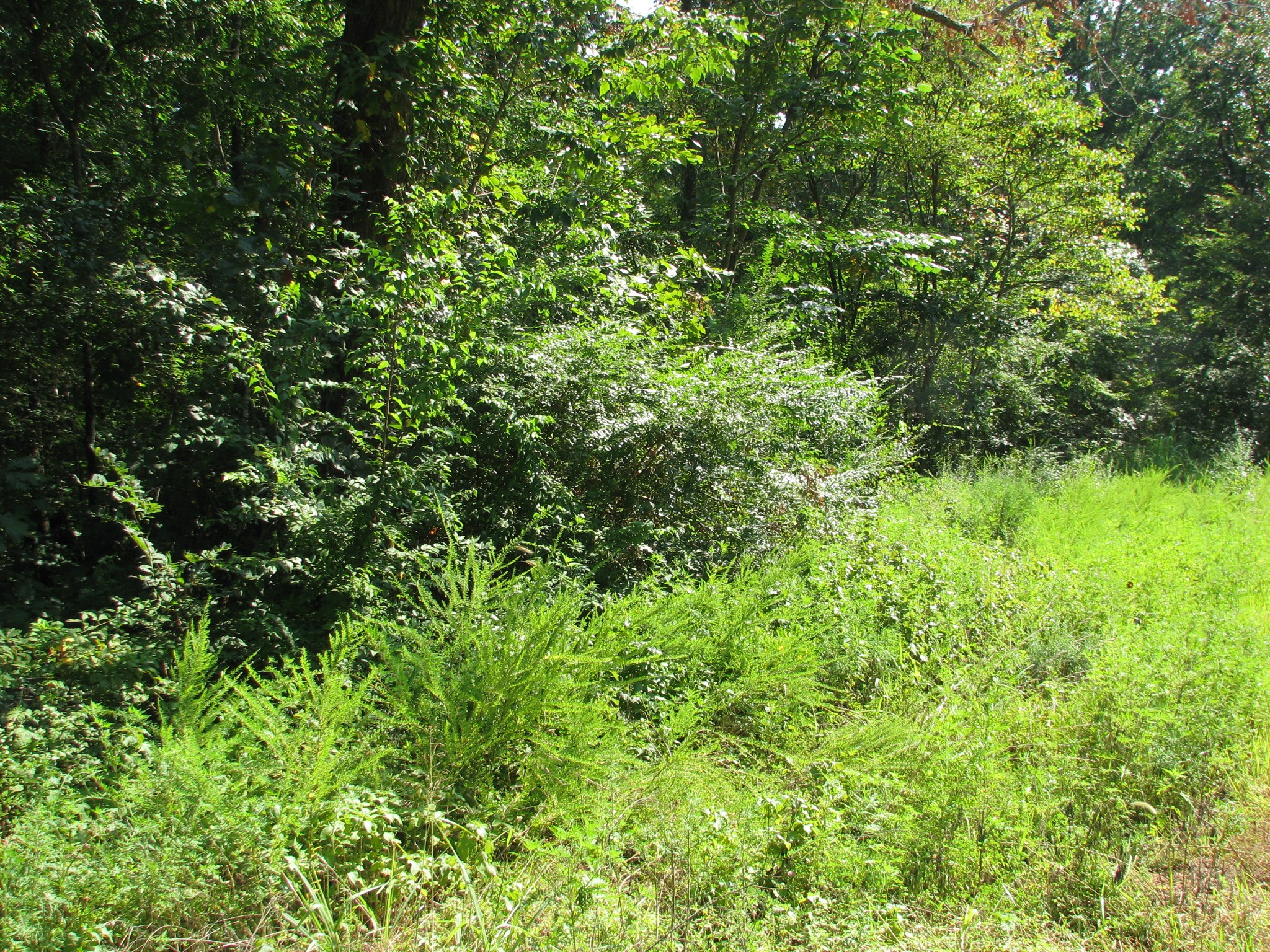 0 Sycamore Landing Road Waverly, TN 37185 - Photo 6 of 10 a view of a lush green forest