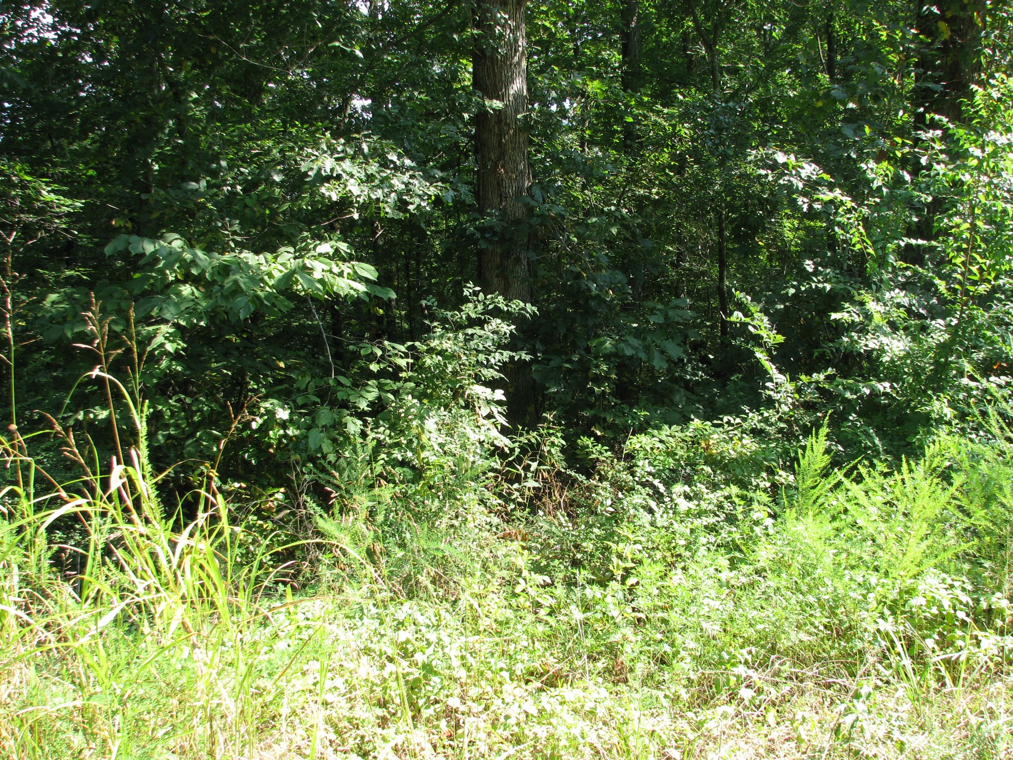 0 Sycamore Landing Road Waverly, TN 37185 - Photo 7 of 10 a view of a tree