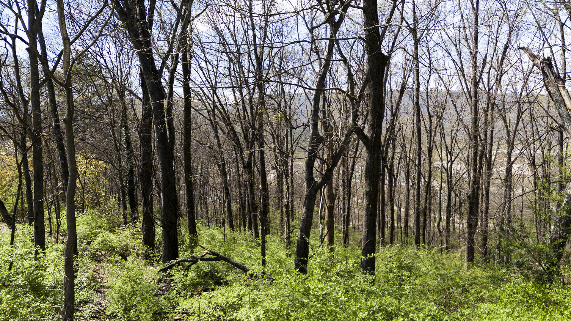 269 Whitehall Road Chattanooga, TN 37405 - Photo 10 of 14 KHP20