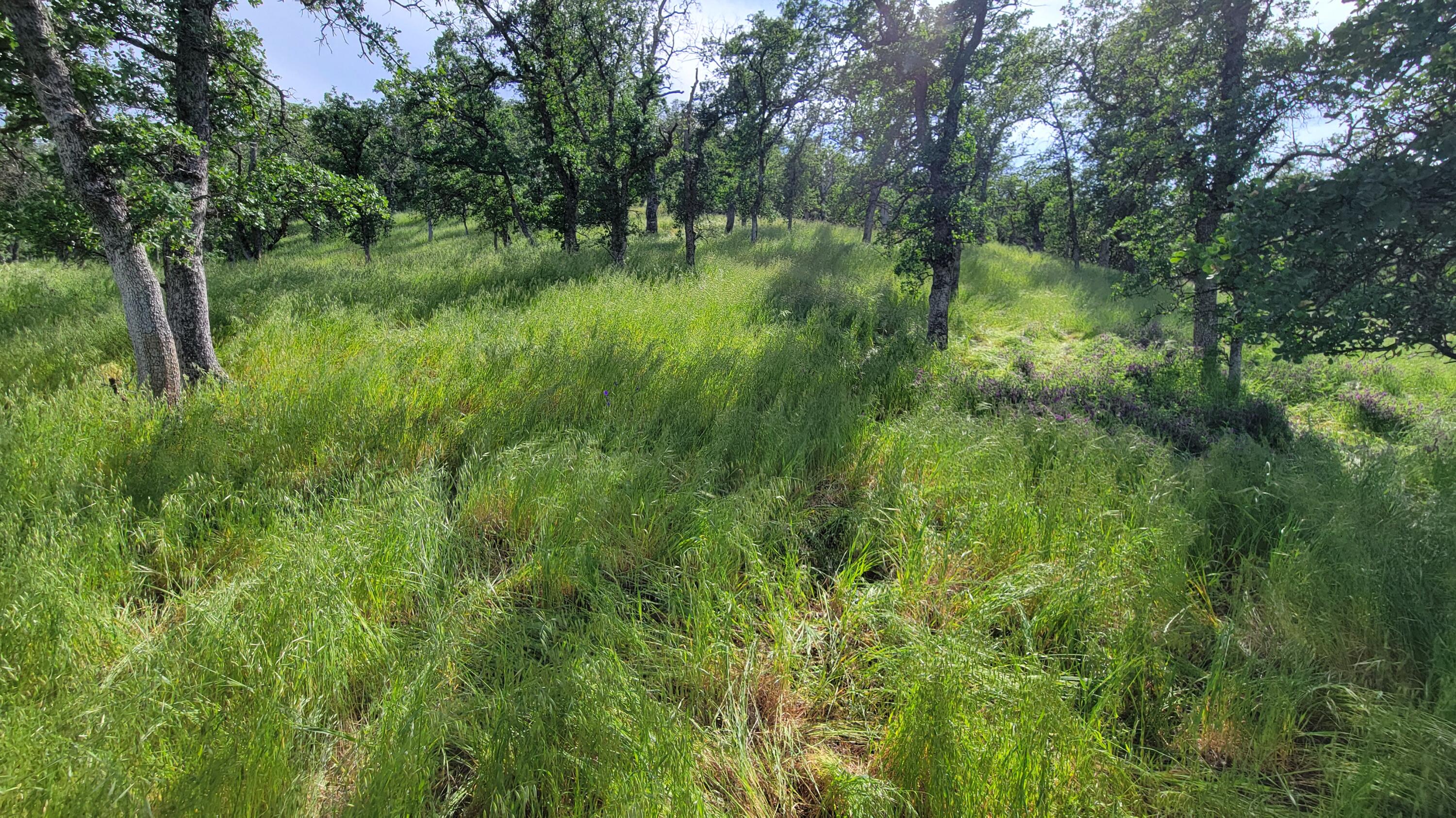 Lot 4 Bland Road Igo, CA 96047 - Photo 20 of 46 20240503_160941
