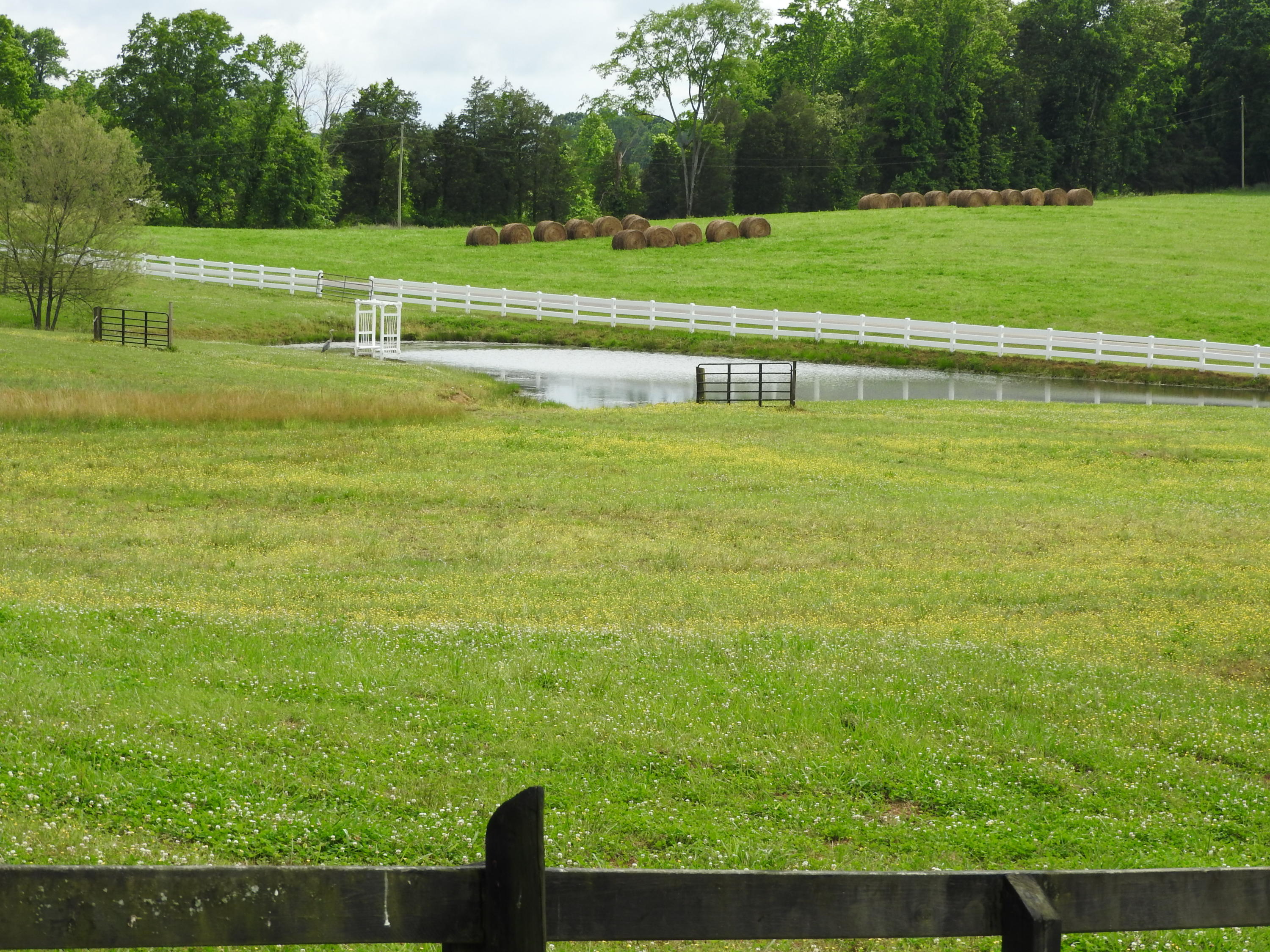 347 County Road 67 Riceville, TN 37370 - Photo 65 of 68 Pond