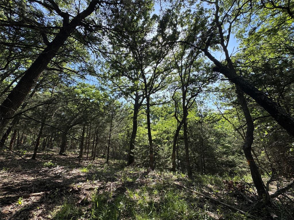 144 Cedar Oak Drive Decatur, TX 76234 - Photo 4 of 10 a view of forest
