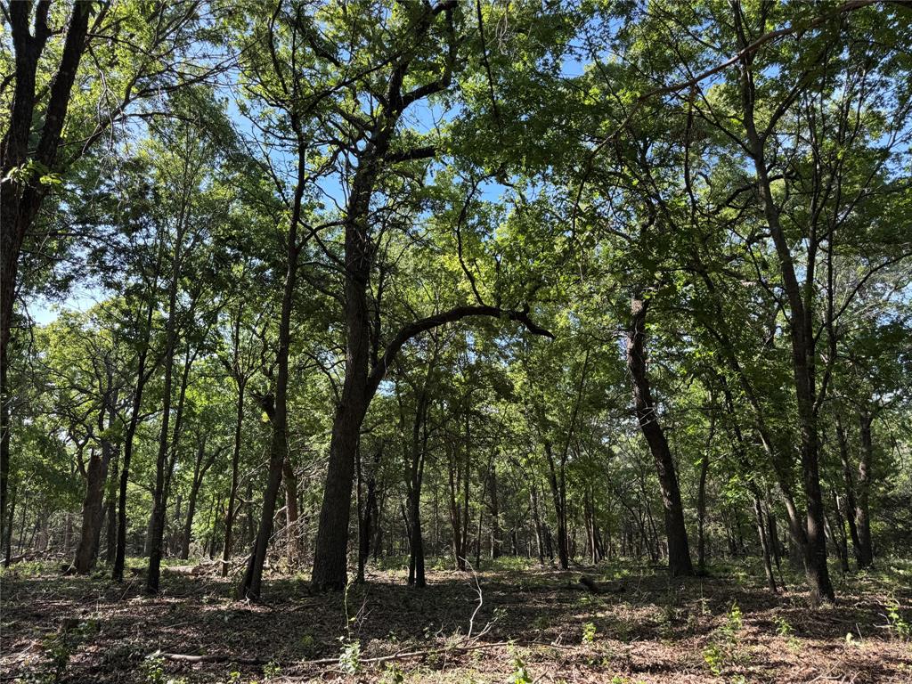 144 Cedar Oak Drive Decatur, TX 76234 - Photo 7 of 10 a view of a forest with trees in the background