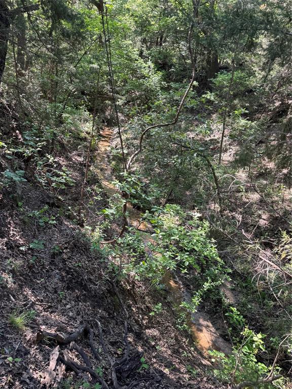 144 Cedar Oak Drive Decatur, TX 76234 - Photo 9 of 10 a view of a forest with a tree