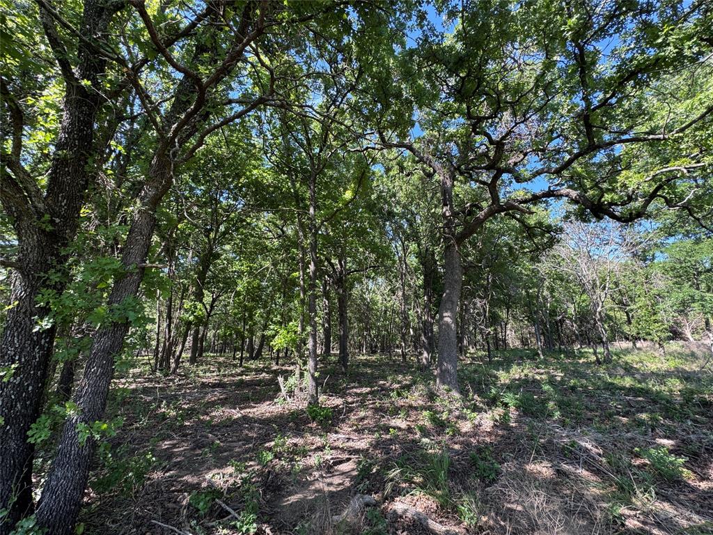 144 Cedar Oak Drive Decatur, TX 76234 - Photo 10 of 10 a view of a forest with lots of trees