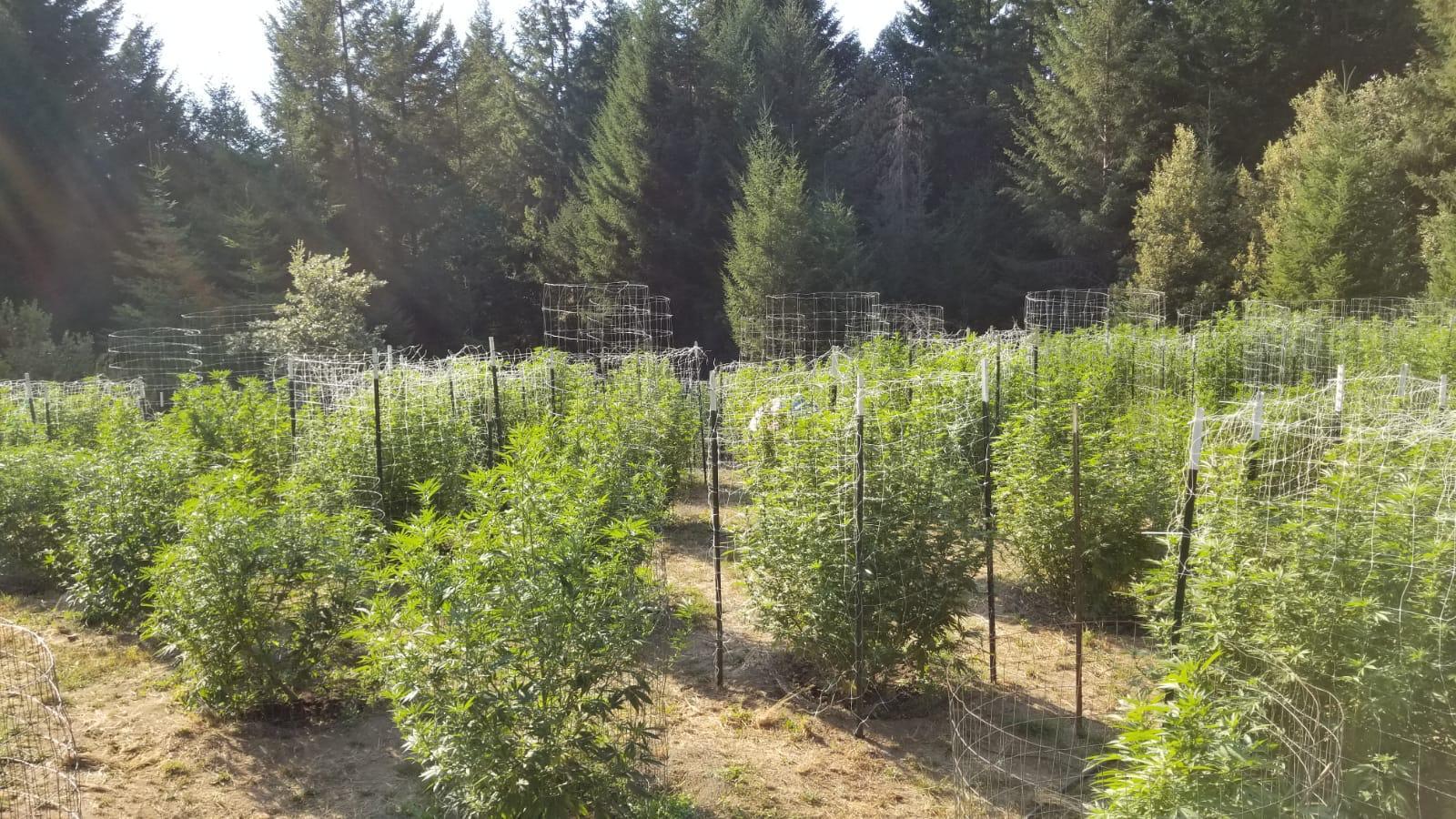 160-acres Butte Creek Road Kneeland, CA 95549 - Photo 18 of 56