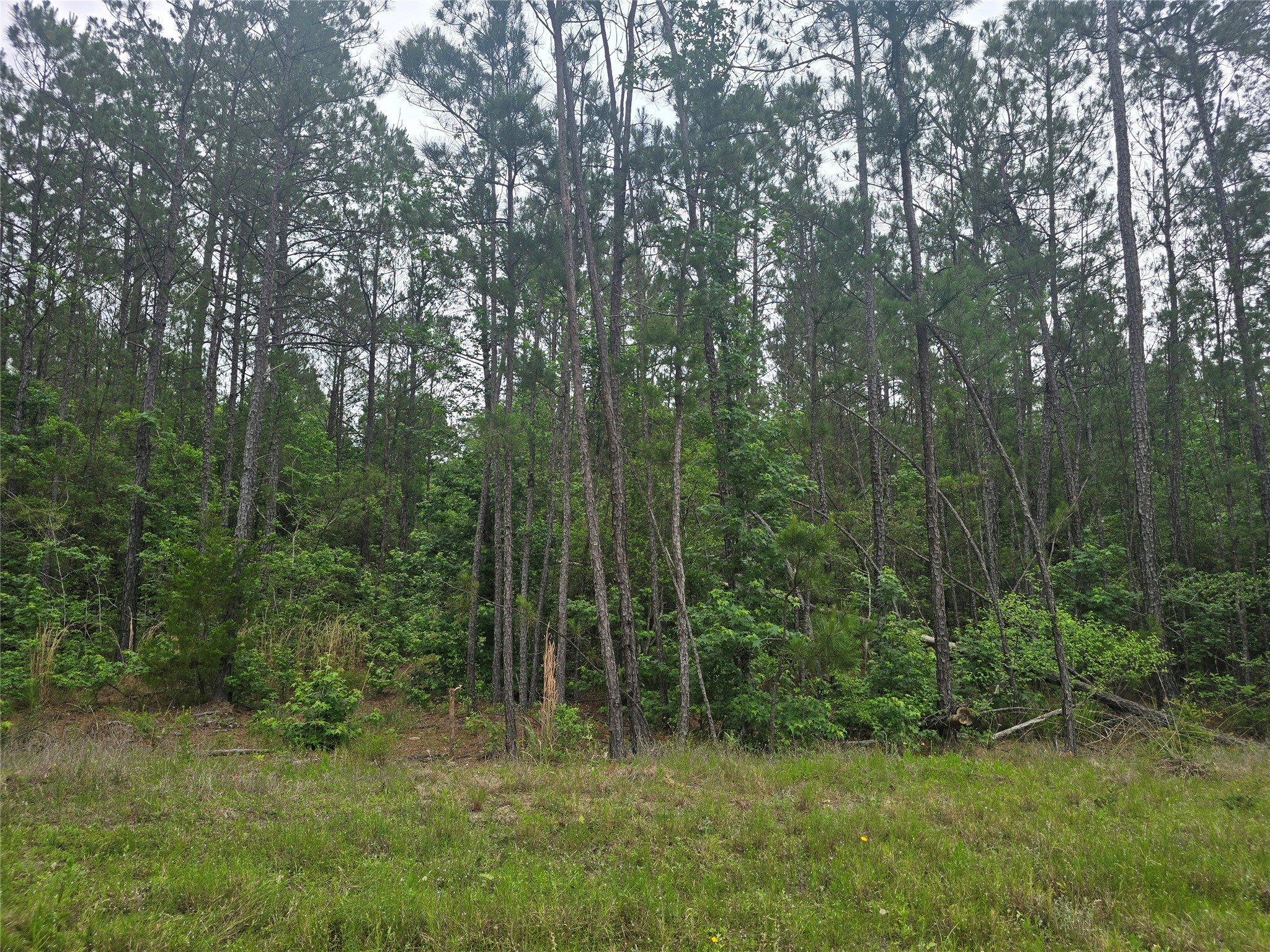 15386 Red Hawk Road Willis, TX 77378 - Photo 8 of 17