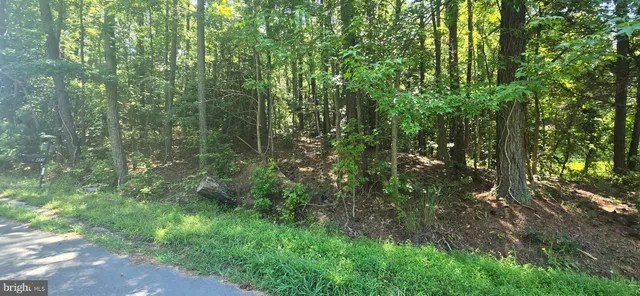 a view of a forest with trees in the background