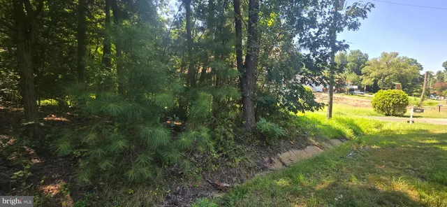 a view of a yard with trees