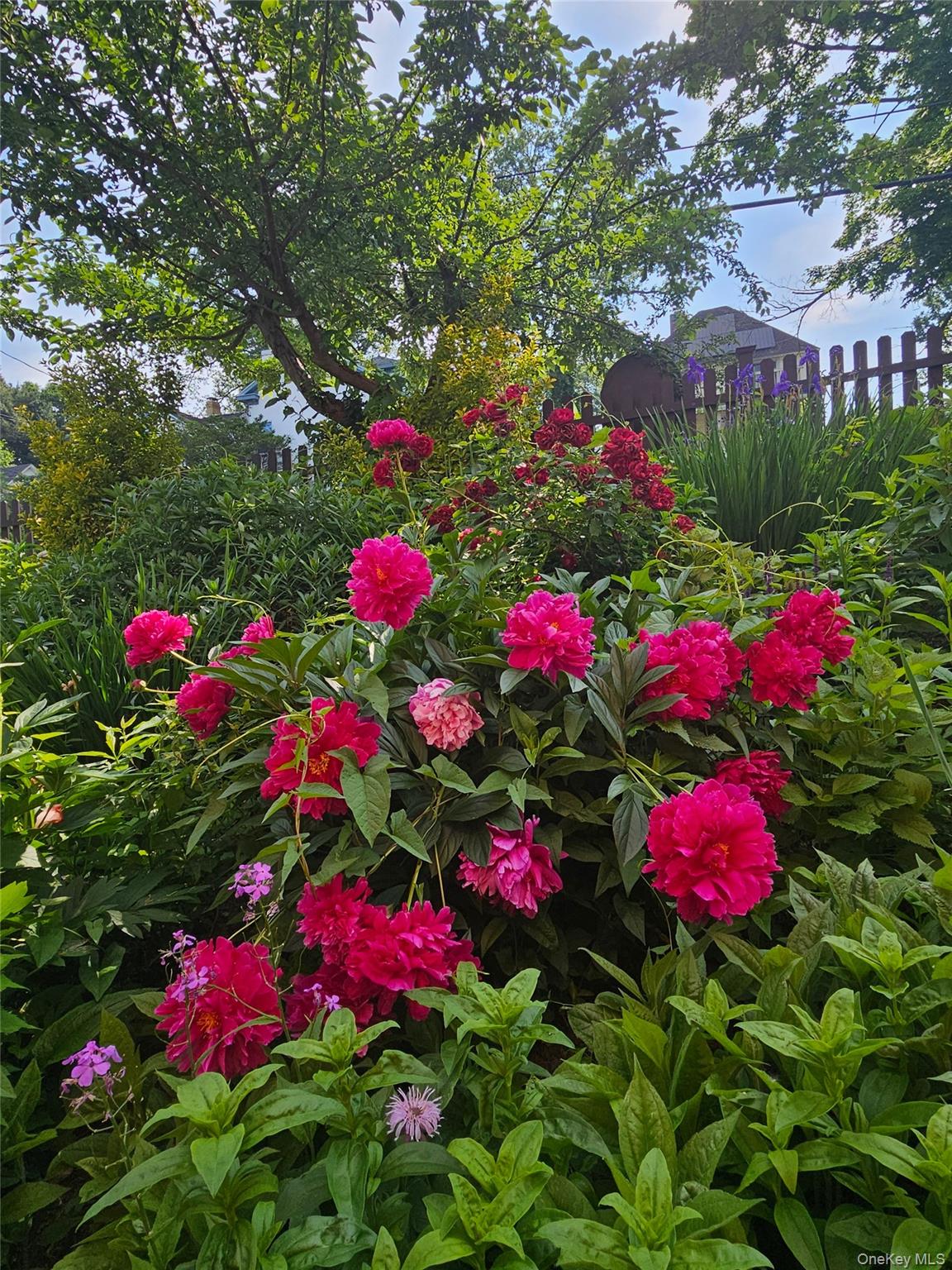 41 Clinton Avenue Ossining, NY 10562 - Photo 42 of 44 a view of a flower in a garden