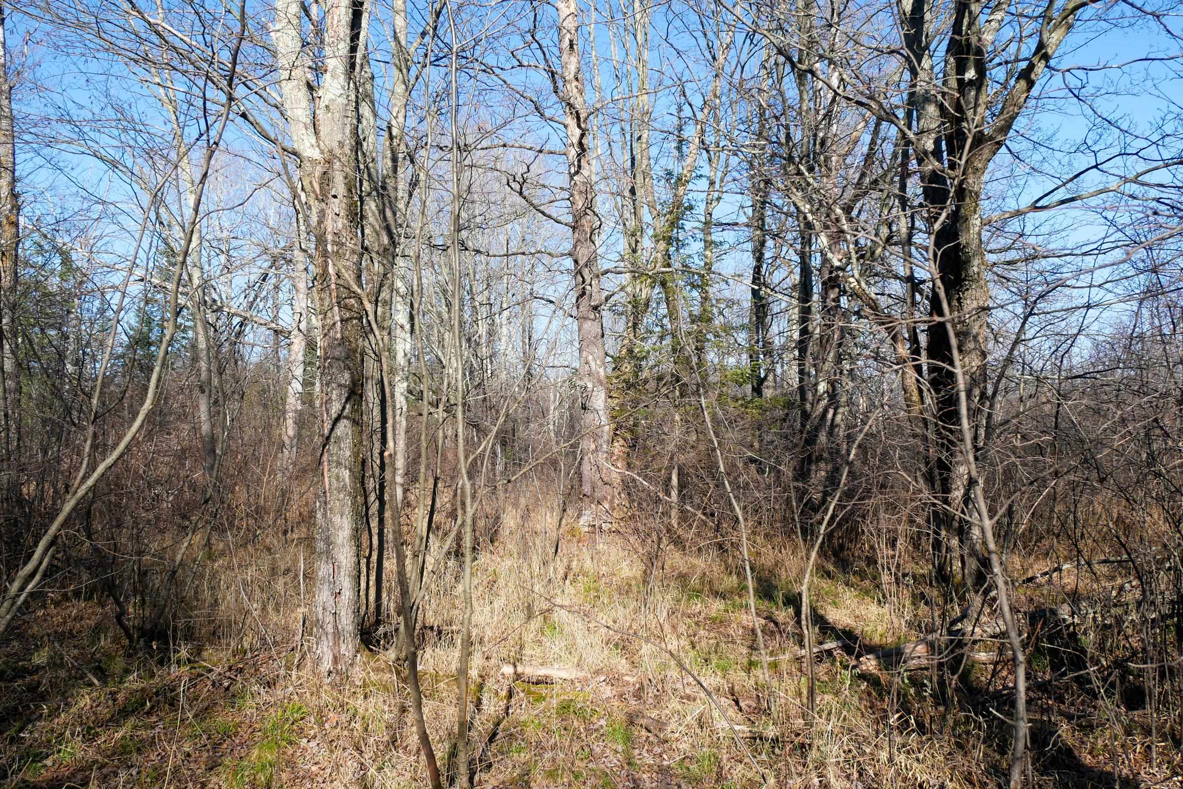 21.35-acres County Rd M Rib Lake, WI 54470 - Photo 11 of 15