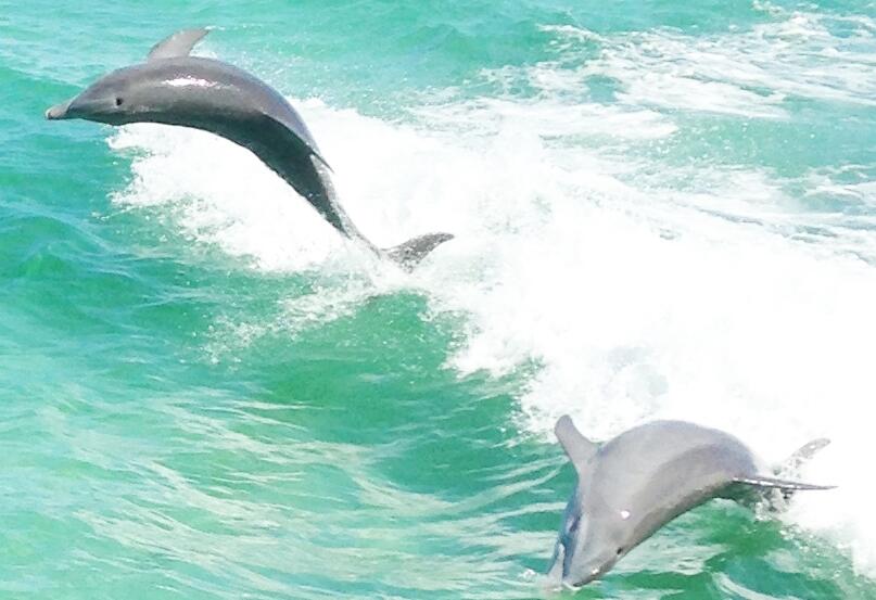 2714 Ola Broxson Road Navarre, FL 32566 - Photo 51 of 52 a backyard of a house