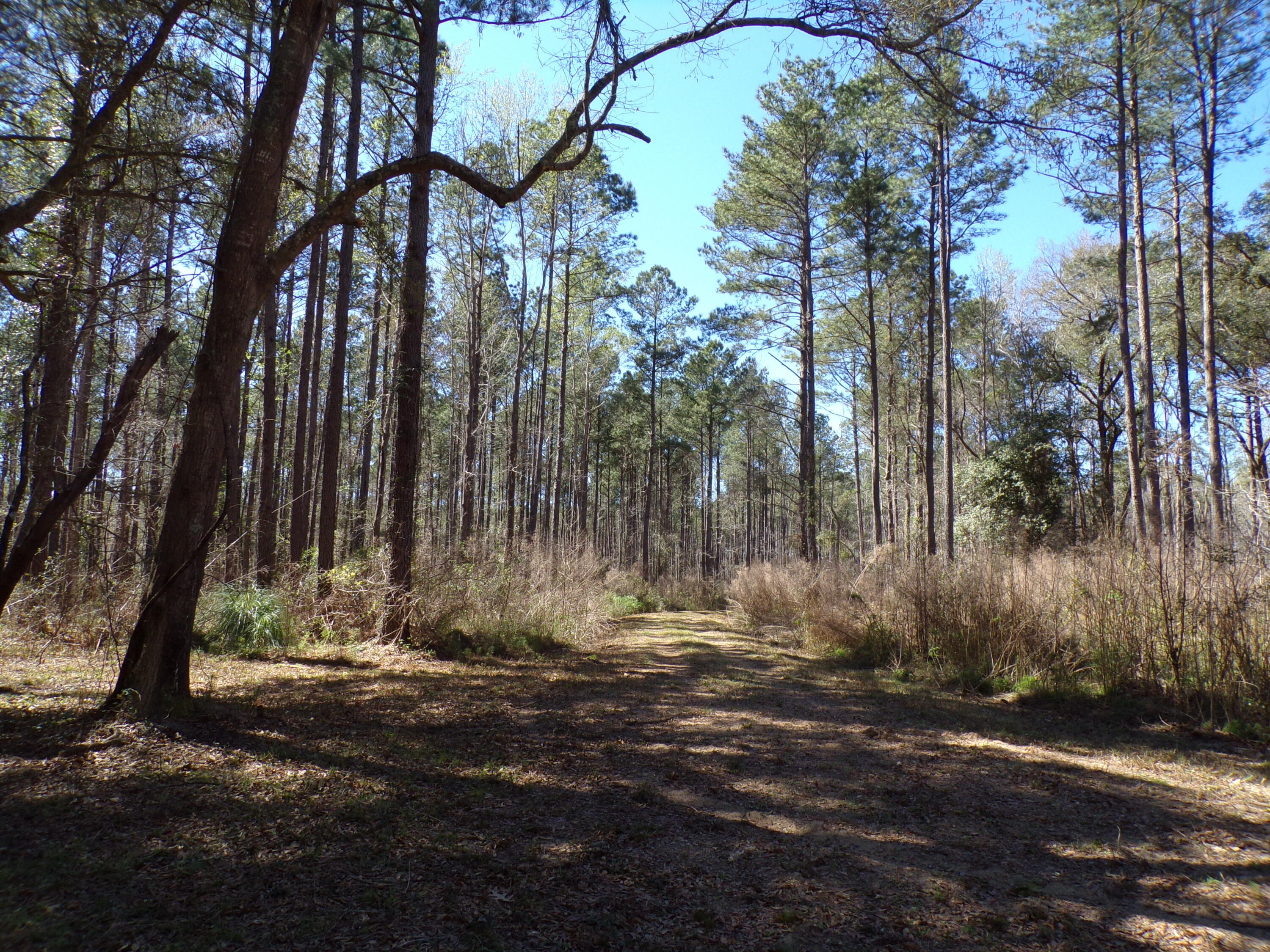 304 Ricochet Lane Ruffin, SC 29475 - Photo 12 of 20 114_0024