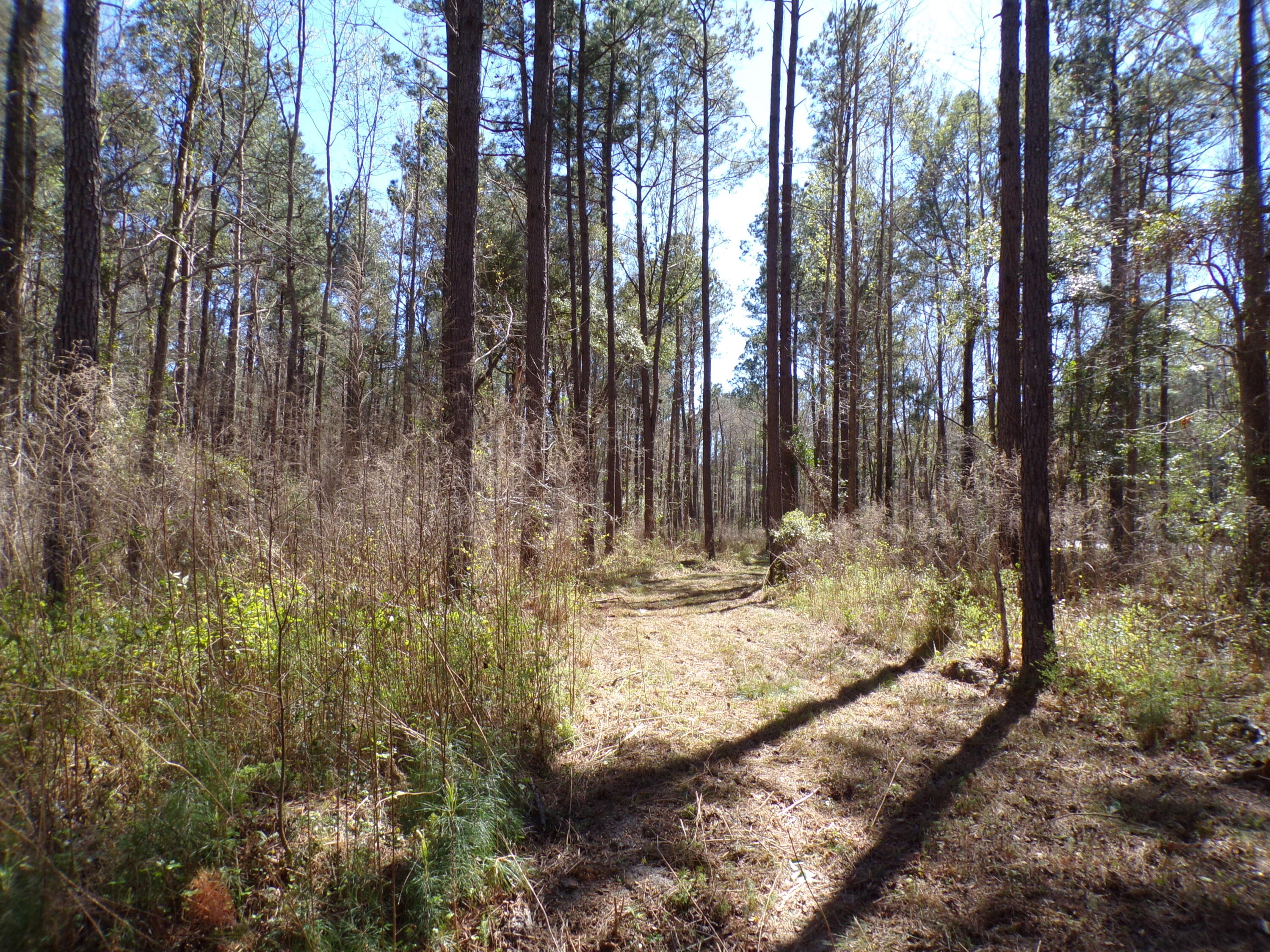 304 Ricochet Lane Ruffin, SC 29475 - Photo 15 of 20 114_0036