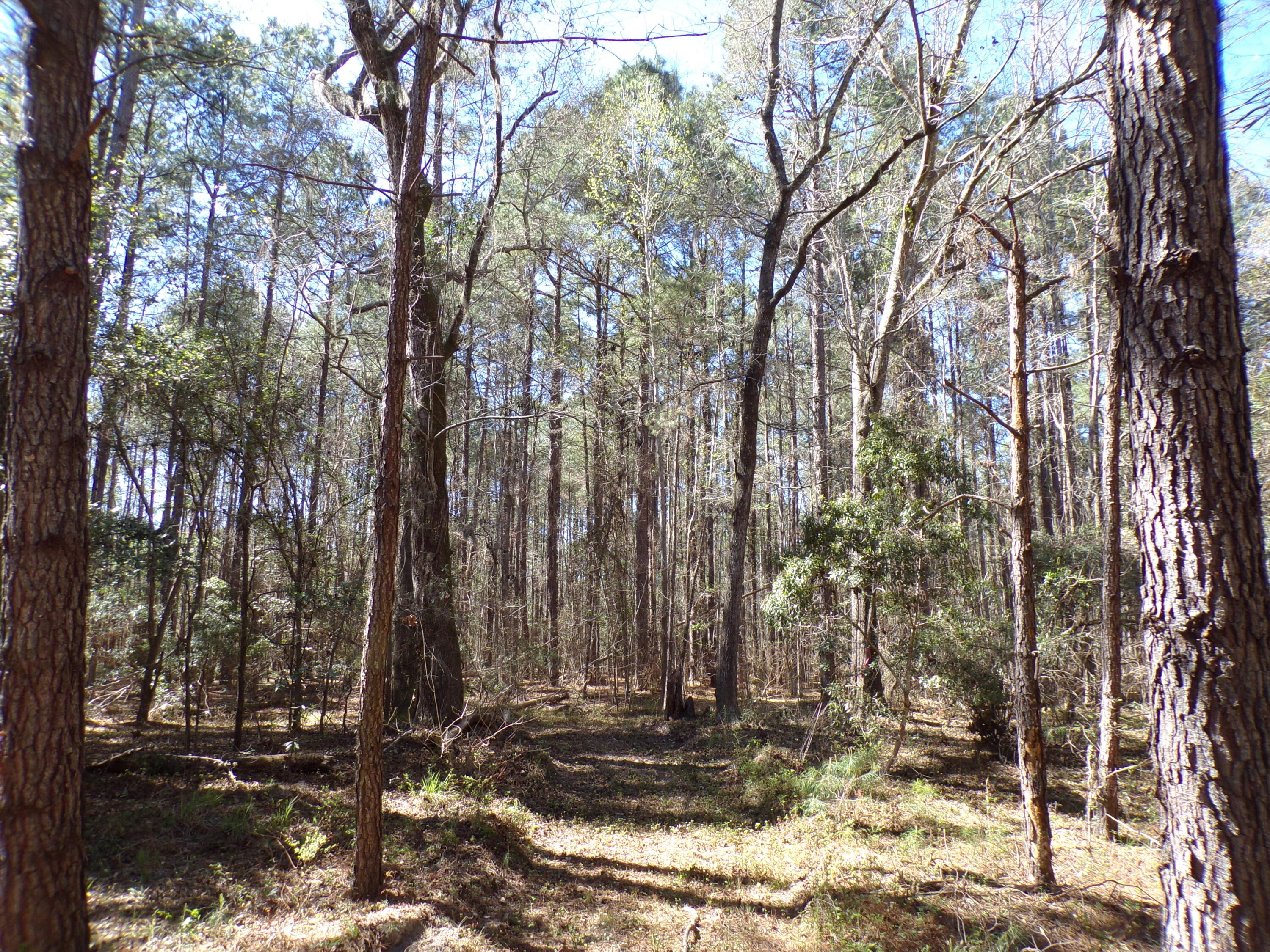 304 Ricochet Lane Ruffin, SC 29475 - Photo 16 of 20 114_0044