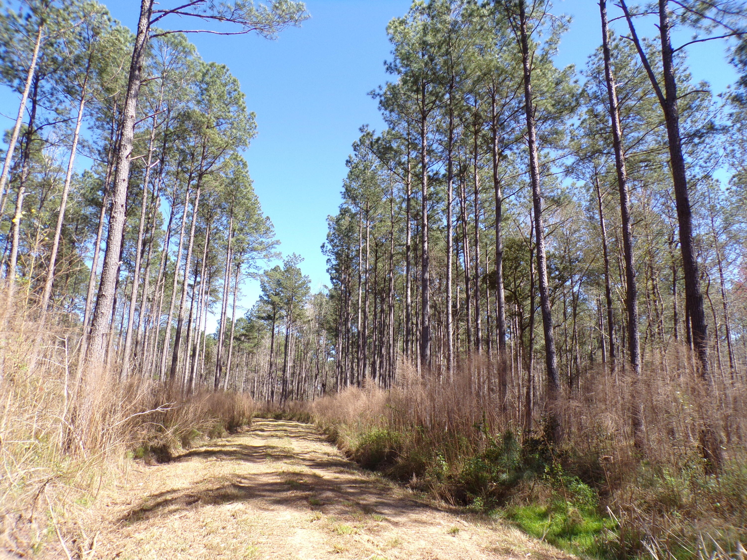 304 Ricochet Lane Ruffin, SC 29475 - Photo 18 of 20 114_0035