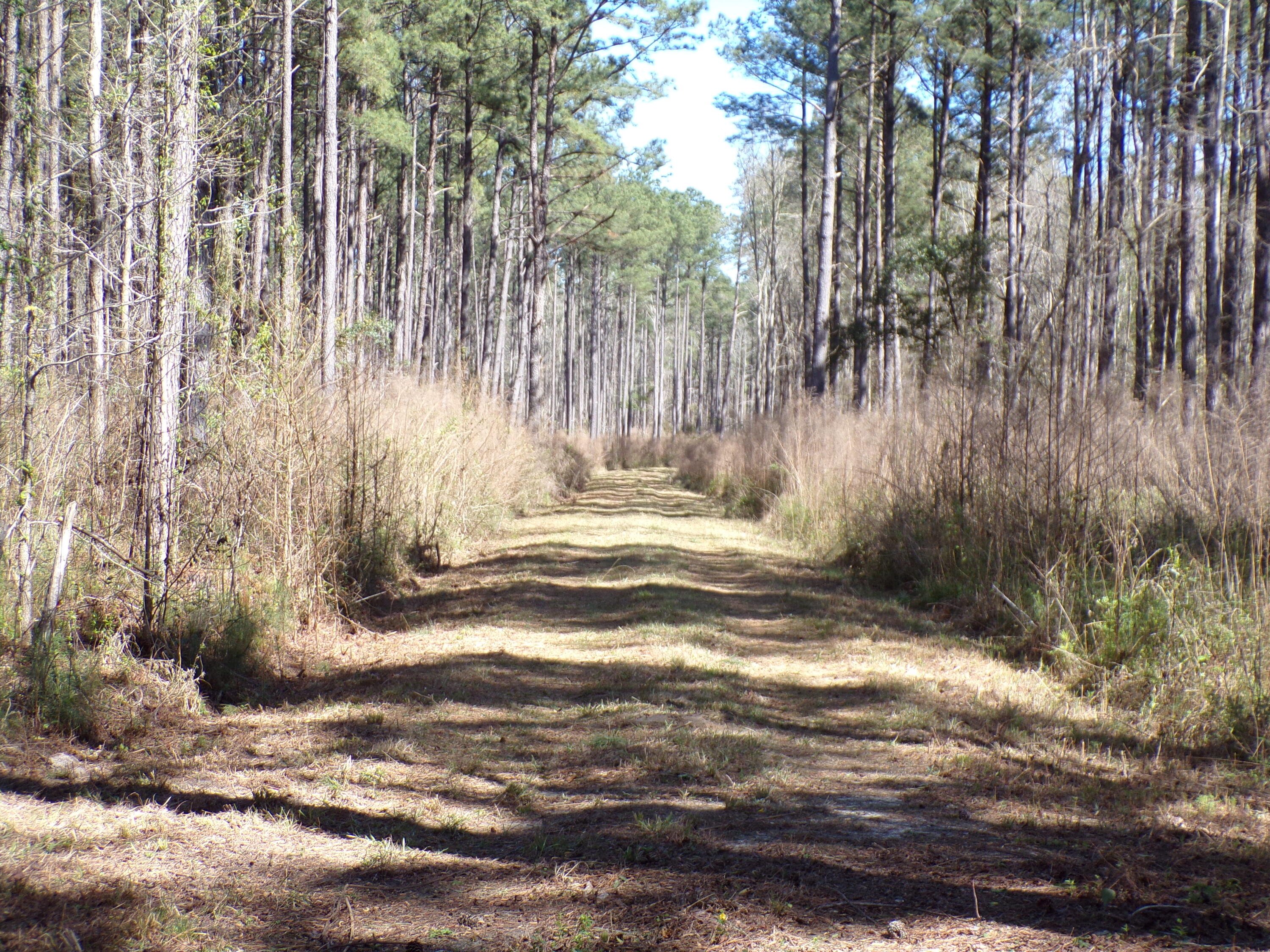 304 Ricochet Lane Ruffin, SC 29475 - Photo 2 of 20 114_0008