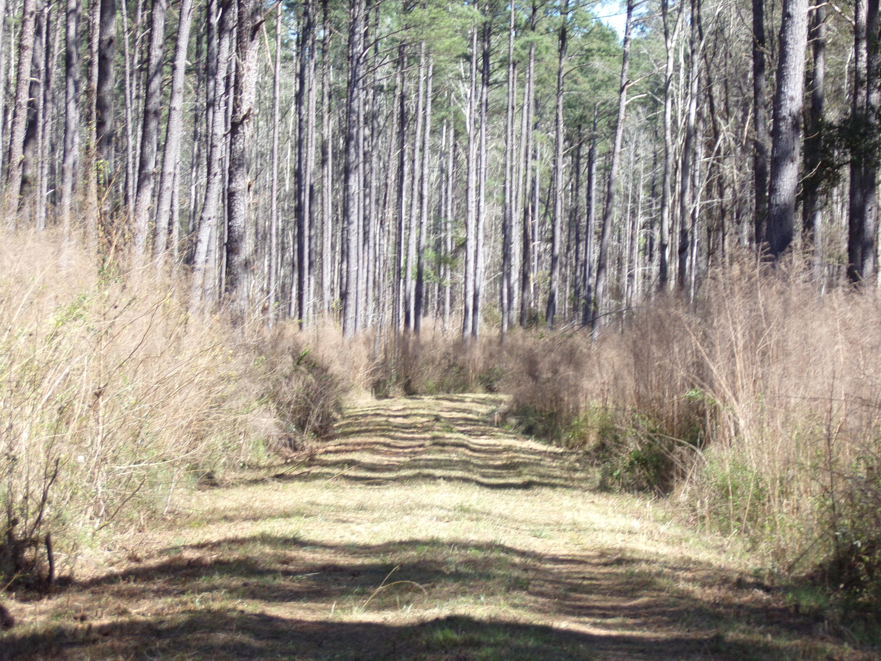 304 Ricochet Lane Ruffin, SC 29475 - Photo 3 of 20 114_0006