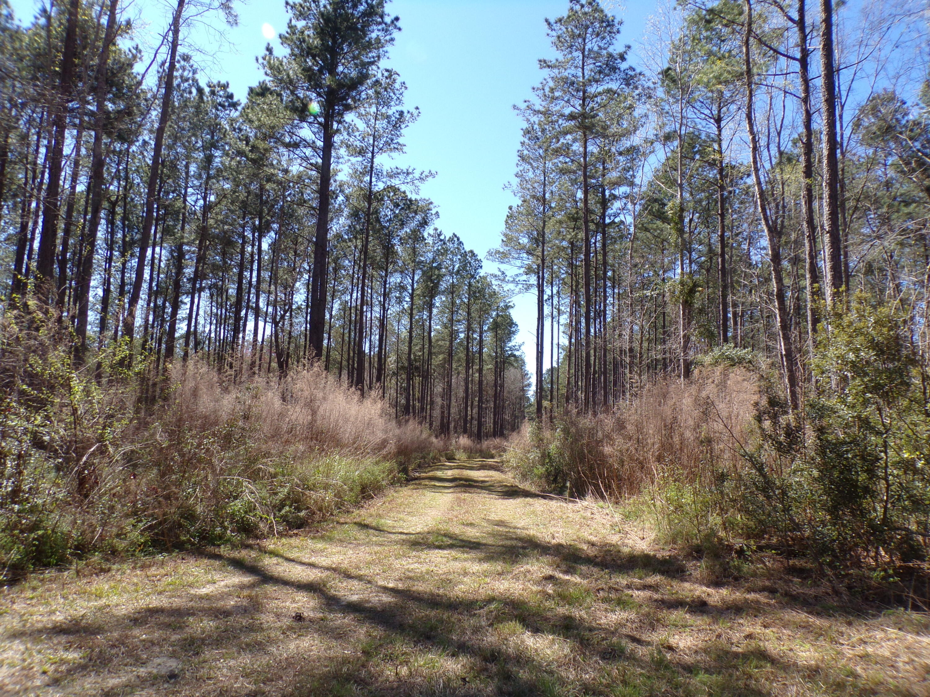 304 Ricochet Lane Ruffin, SC 29475 - Photo 4 of 20 114_0028