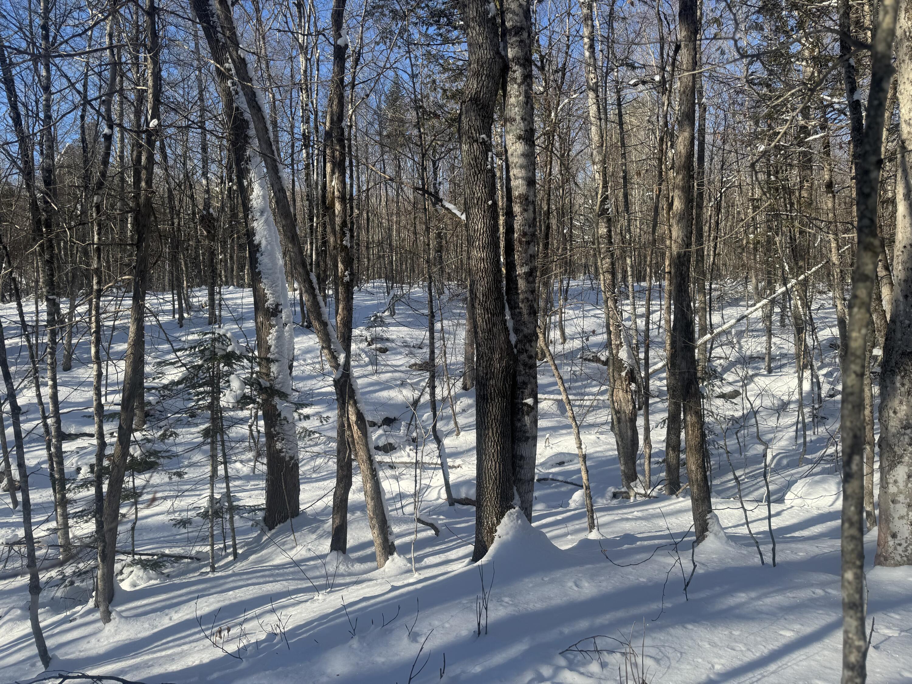 Lot 7 Curtis Farm Road Lincoln, ME 04457 - Photo 10 of 11 IMG_2926