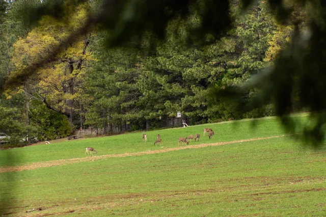 $5,900,000 | 14388 Fern Road, Whitmore, CA 96096