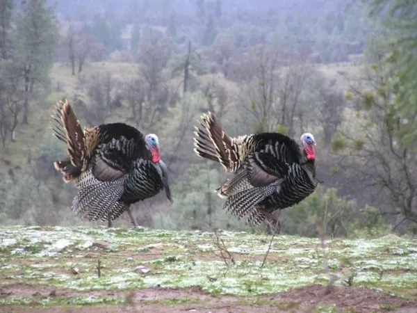 $5,900,000 | 14388 Fern Road, Whitmore, CA 96096