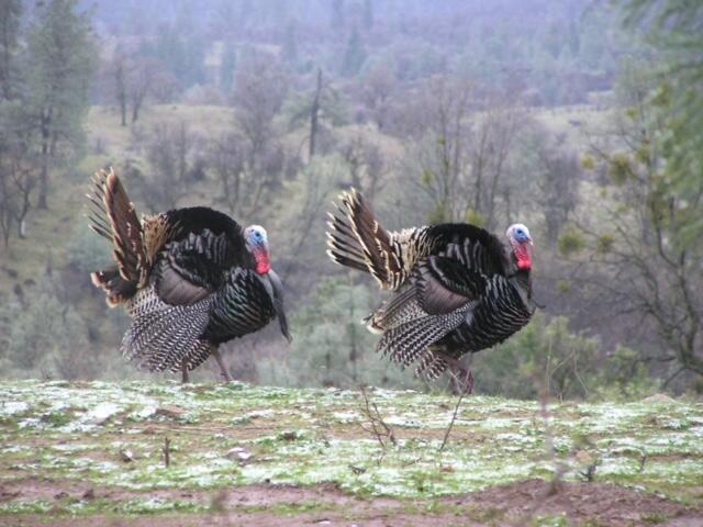 14388 Fern Road Whitmore, CA 96096 - Photo 31 of 44 33 Bear mtn