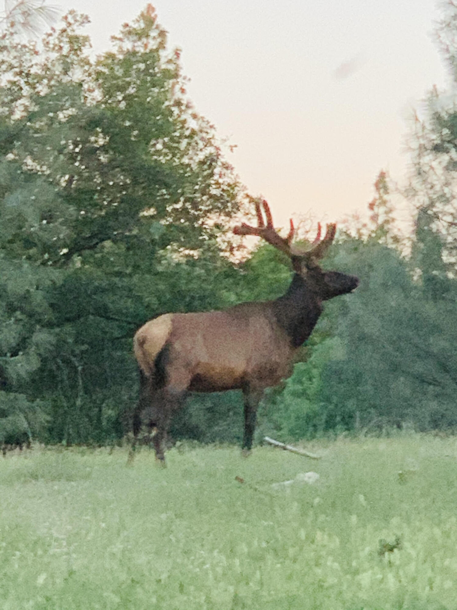 14388 Fern Road Whitmore, CA 96096 - Photo 32 of 44 34 Bear mtn
