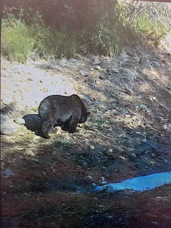 $5,900,000 | 14388 Fern Road, Whitmore, CA 96096