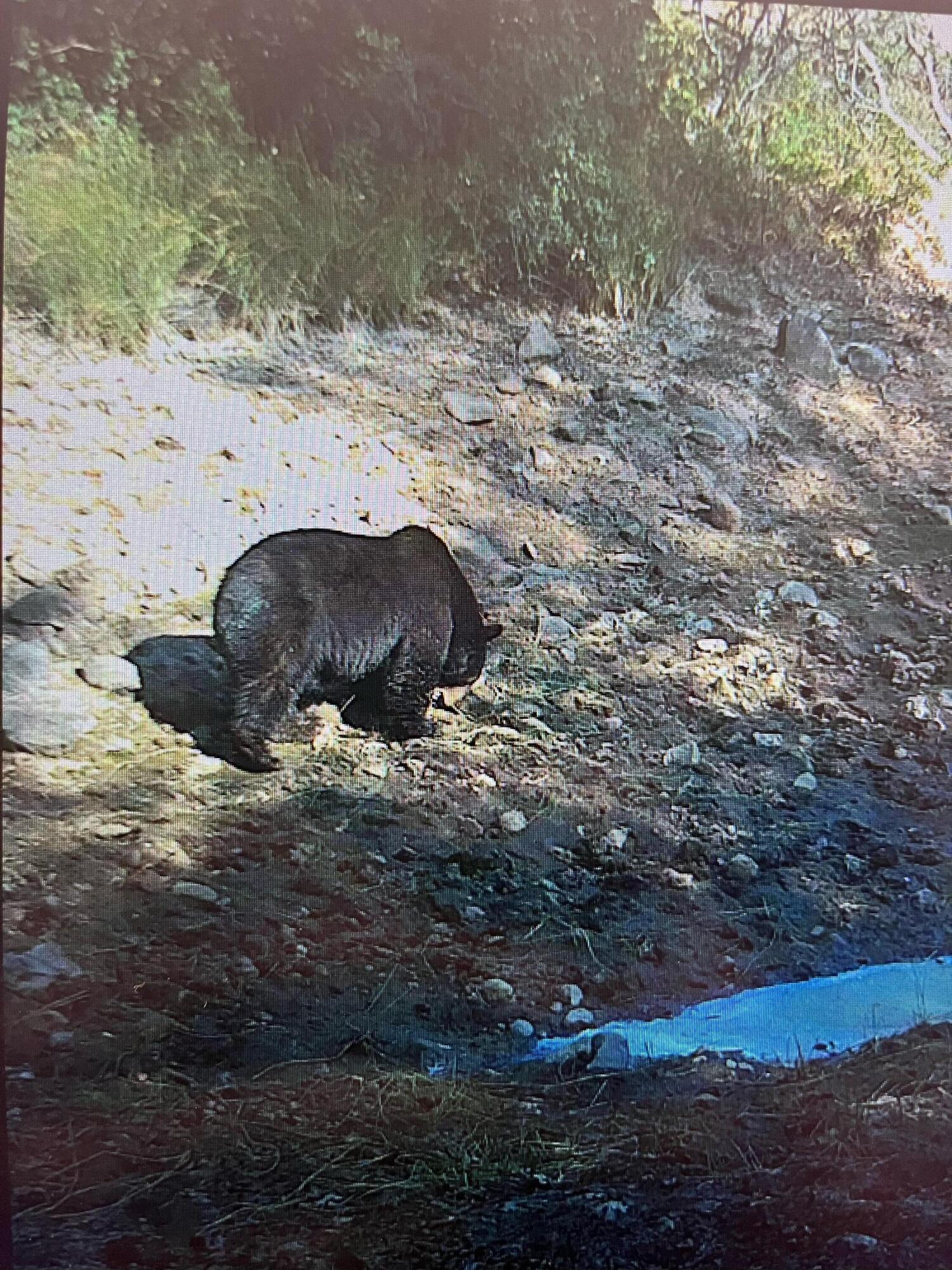 14388 Fern Road Whitmore, CA 96096 - Photo 33 of 44 35 Bear mtn