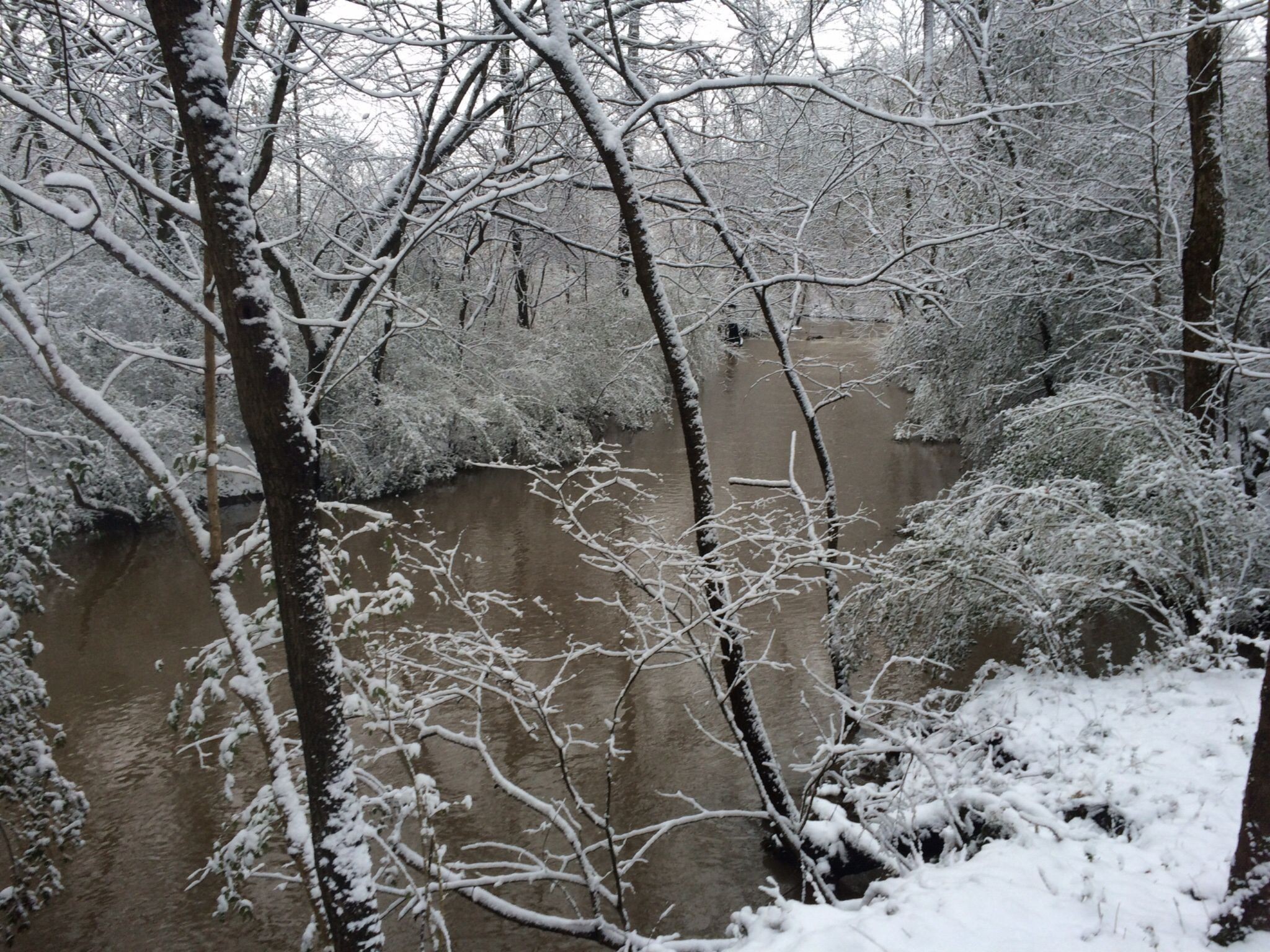 170 Rodeo Drive Columbia, TN 38401 - Photo 59 of 60 a view of a yard with a tree