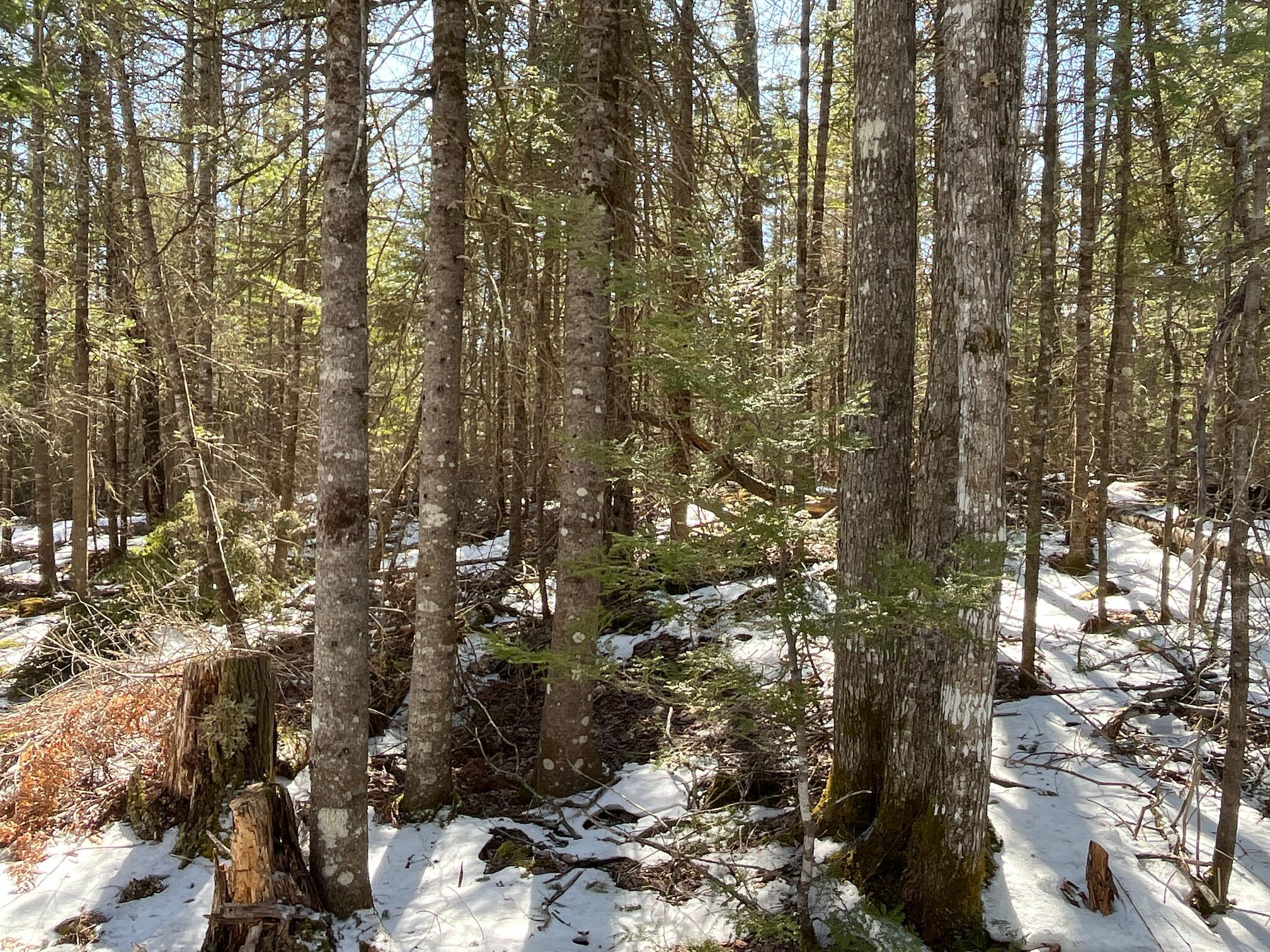 479 Main Road Eddington, ME 04428 - Photo 19 of 28 tree growth 4