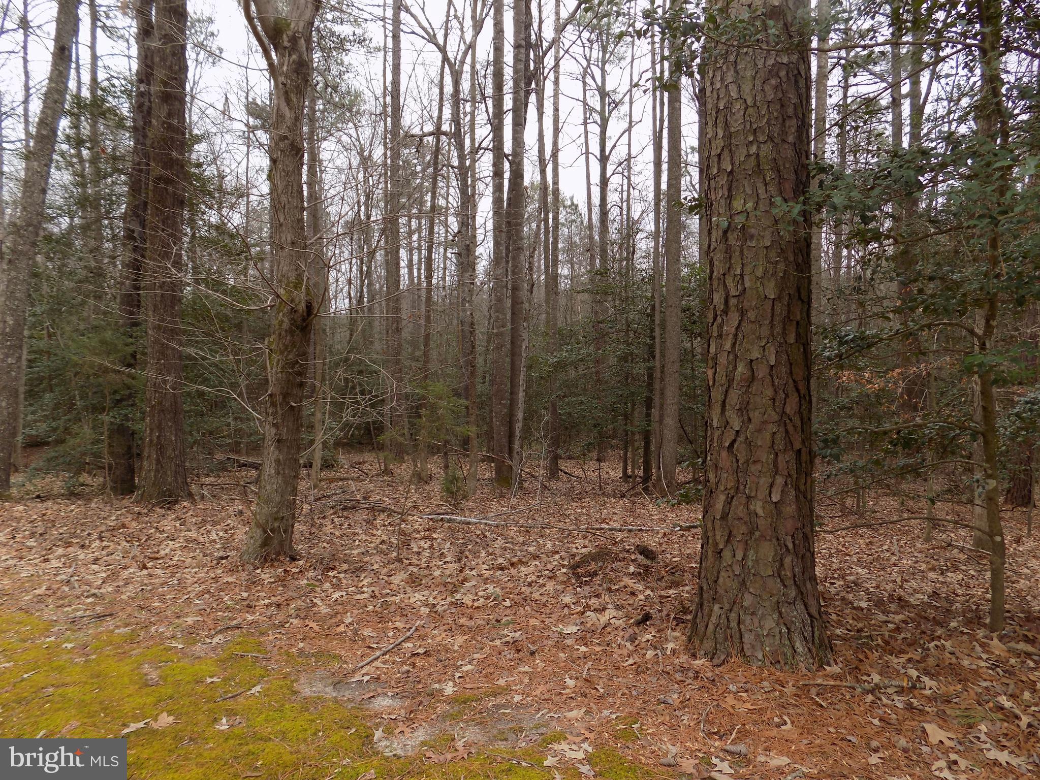 14064 Sutton Lane Ruther Glen, VA 22546 - Photo 9 of 13 View