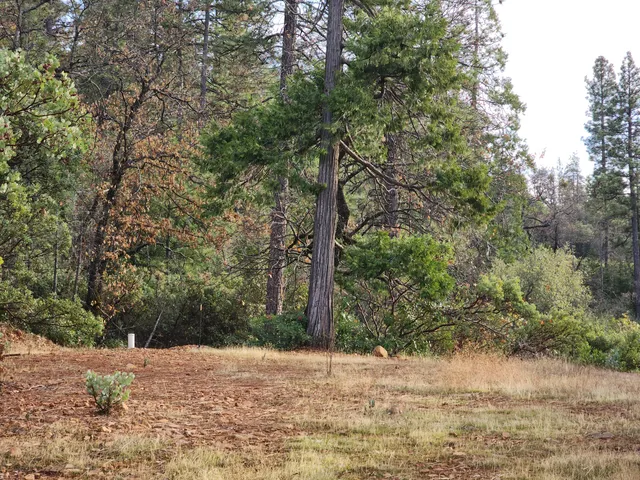 a road view with large trees