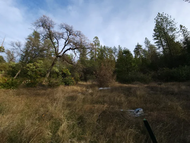 a view of a yard in a forest