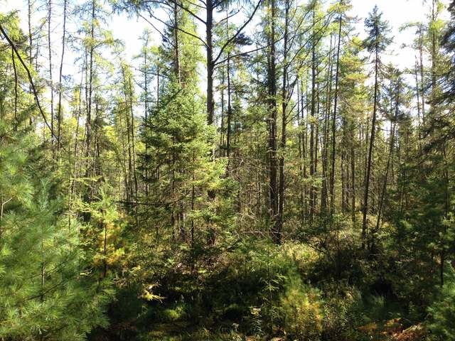 40-ac Pine Lake Road Rhinelander, WI 54501 - Photo 14 of 20 Gallery Image 14