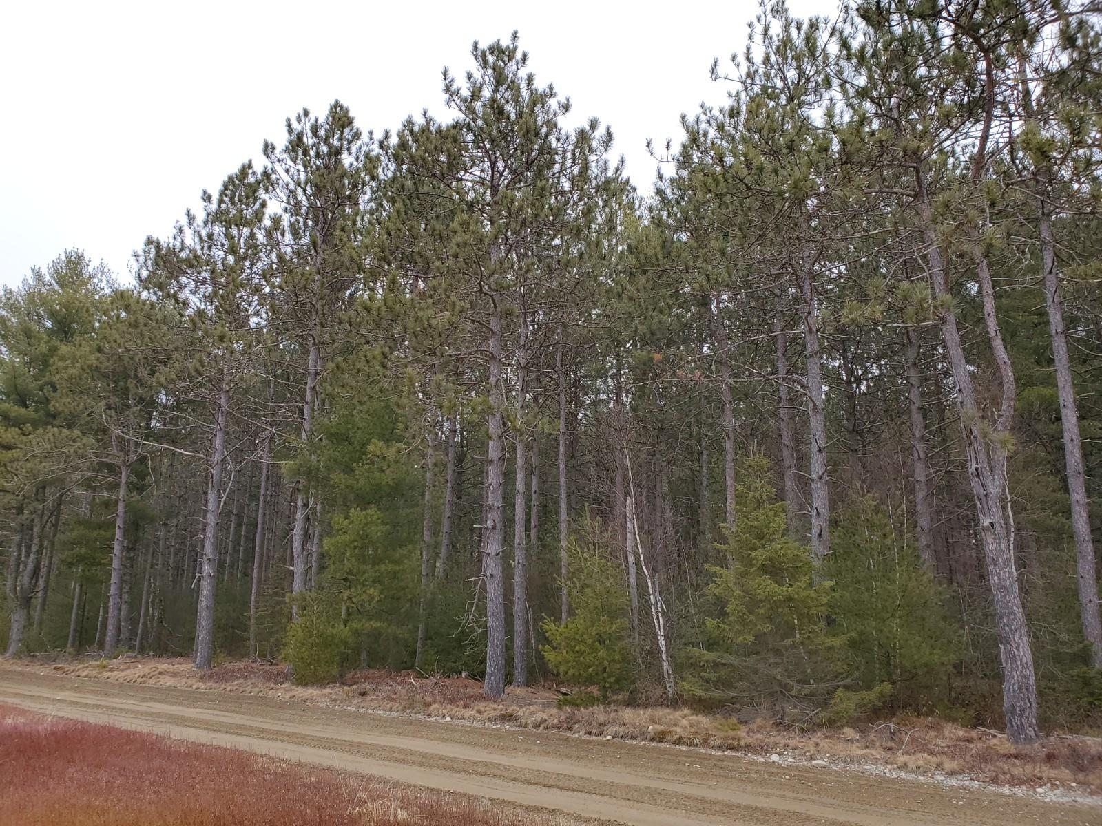 Lot 55 Off Velvet Road Deblois, ME 04622 - Photo 6 of 6 20200401_162116 (1)