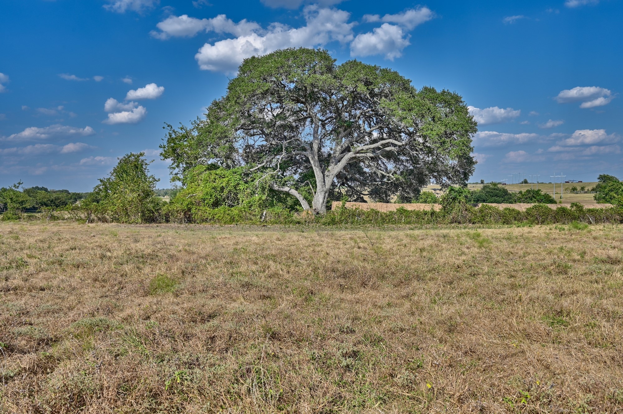 86-acres Ganske Road Burton, TX 77835 - Photo 11 of 24