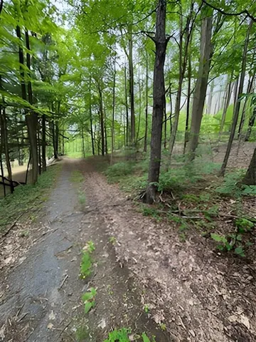 a view of a forest with trees in the background