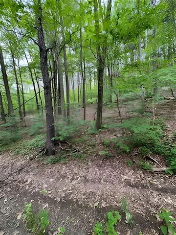 a view of a forest with trees in the background