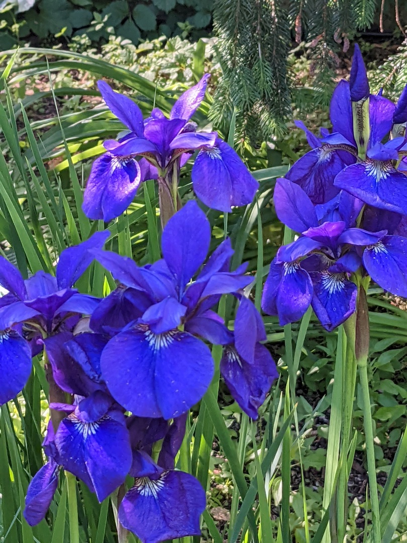 200 Hazel Avenue Glencoe, IL 60022 - Photo 39 of 51 a view of a flower